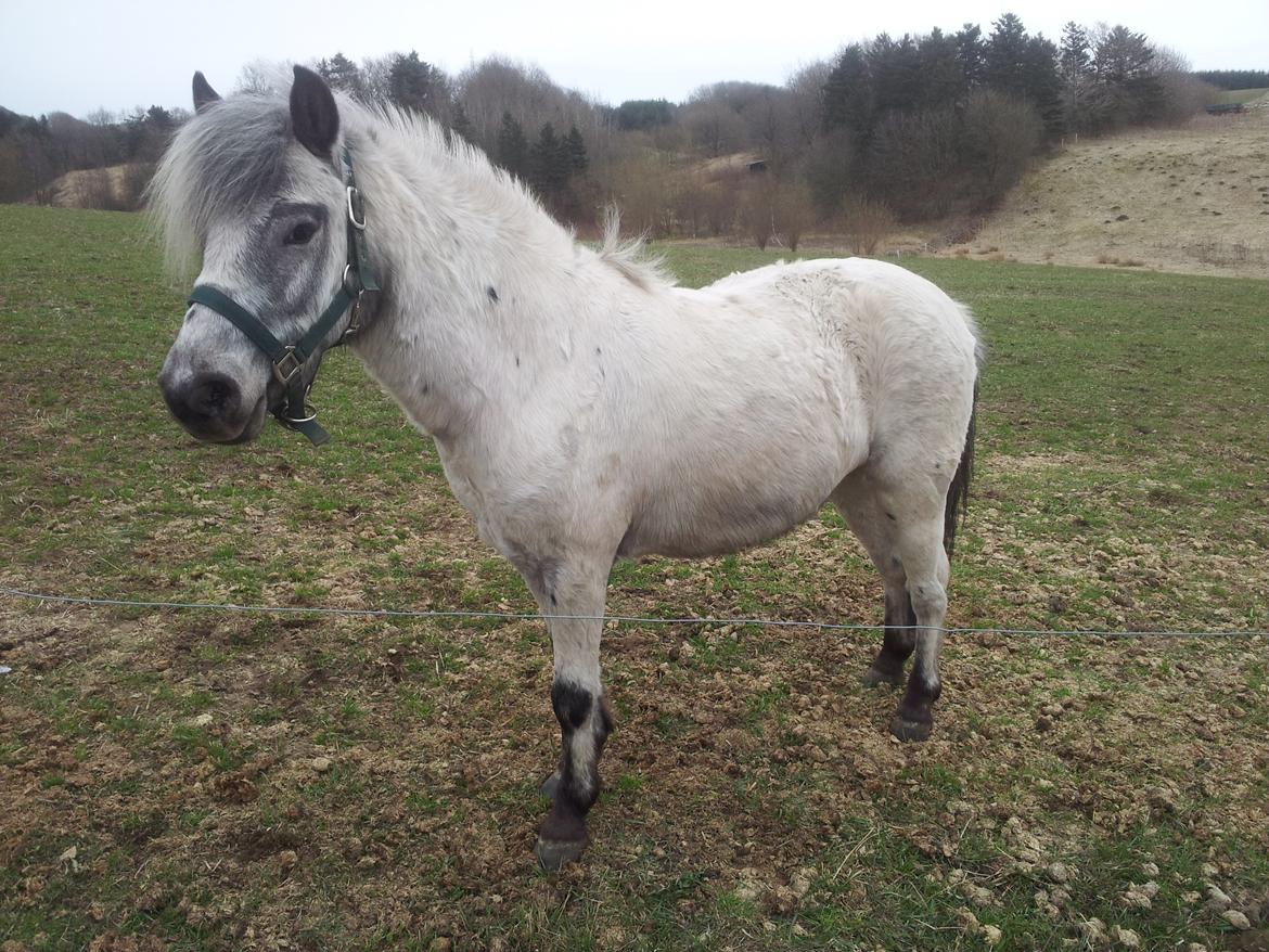 Knabstrupper Vores Tempo billede 12