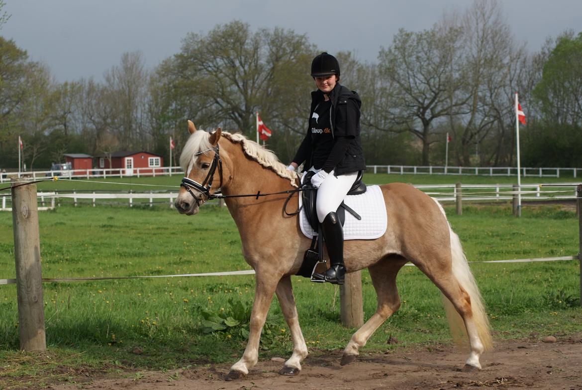 Haflinger | Witney billede 2