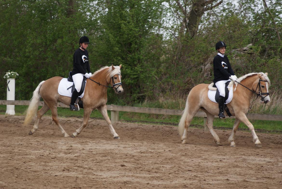 Haflinger | Witney billede 3