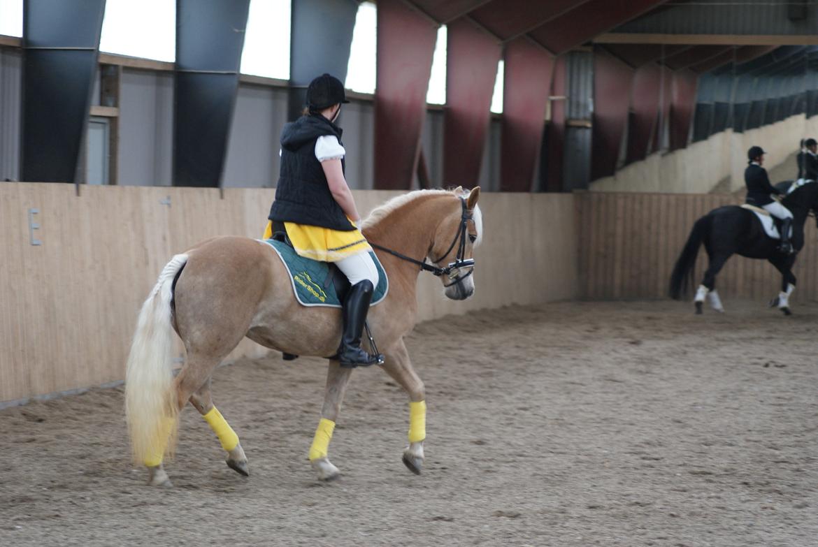Haflinger | Witney billede 4