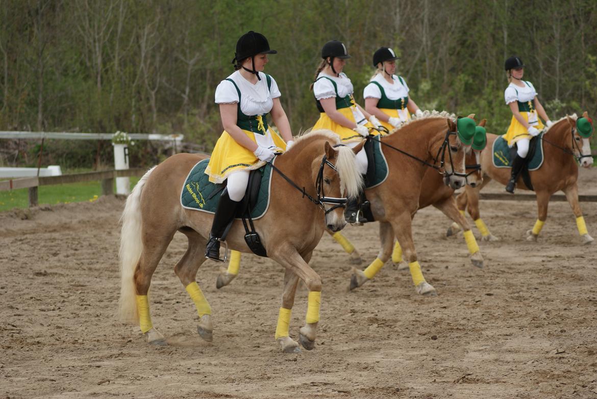 Haflinger | Witney billede 5