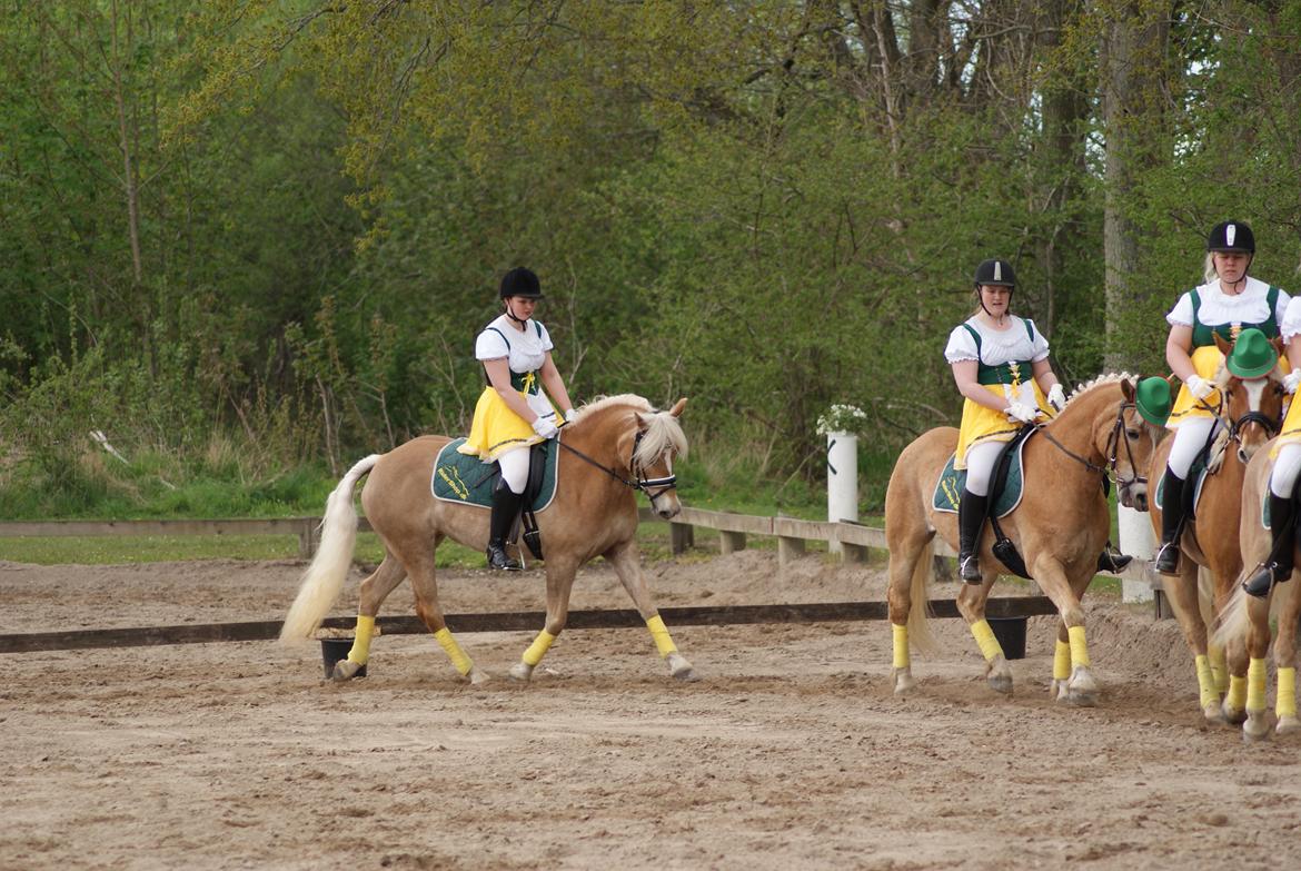 Haflinger | Witney billede 8