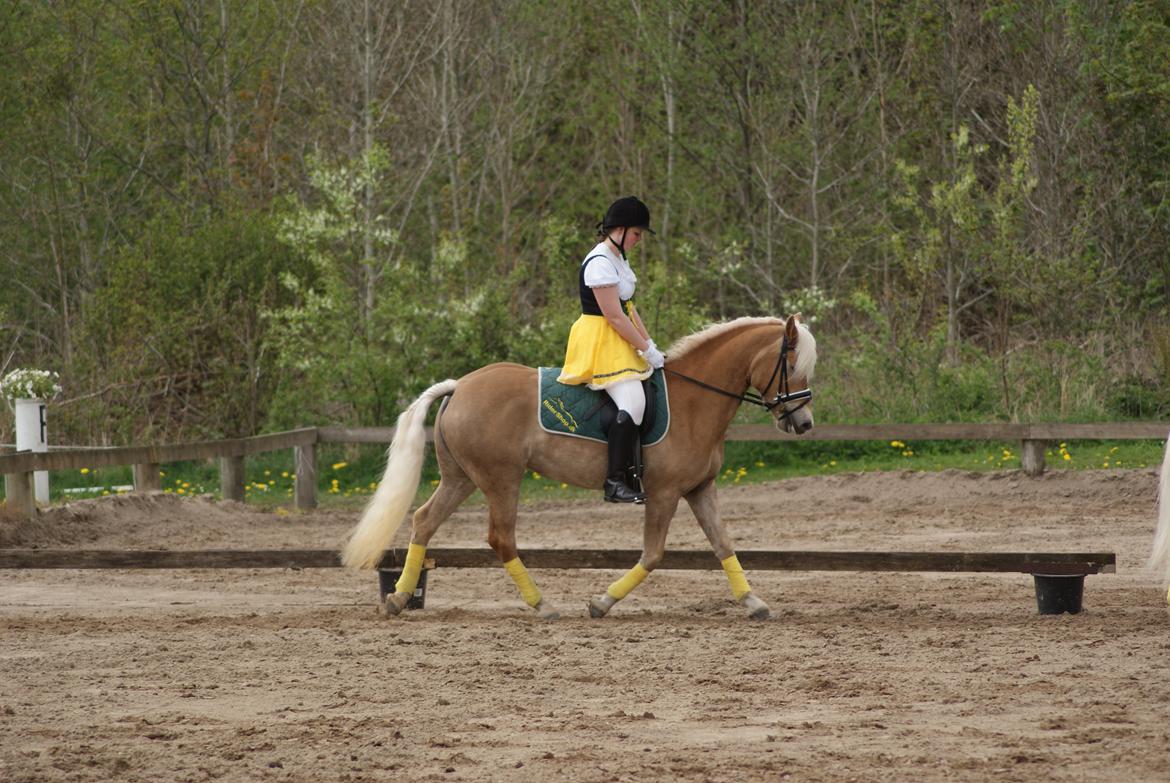 Haflinger | Witney billede 9