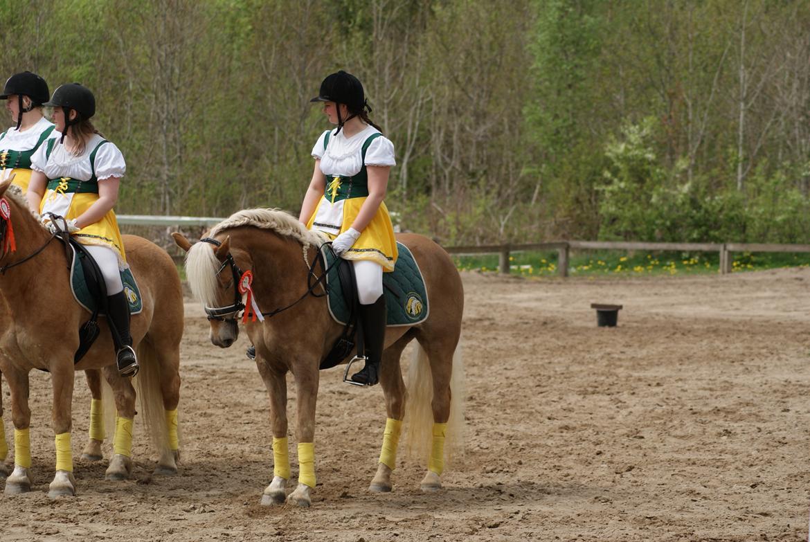 Haflinger | Witney billede 10