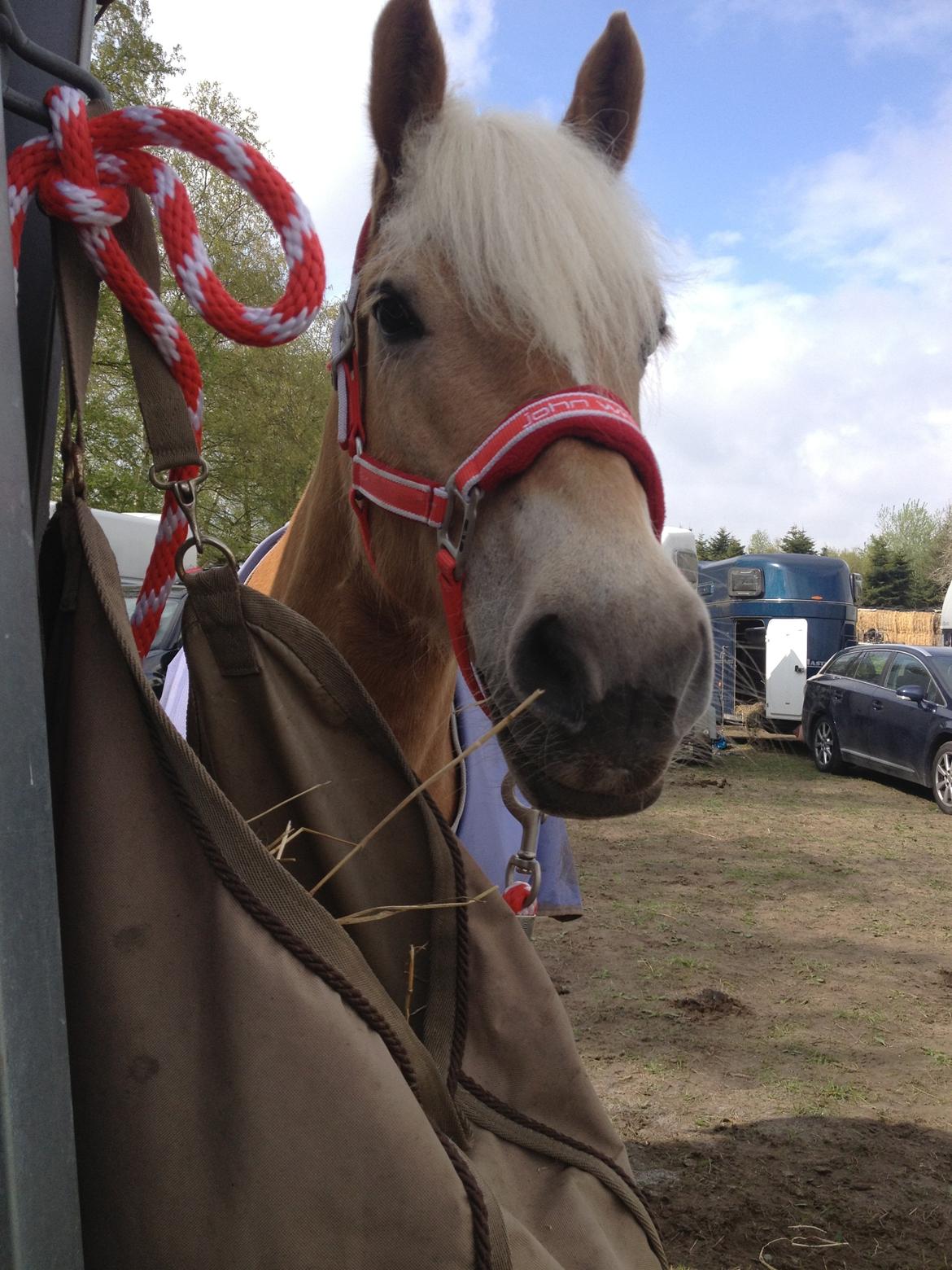 Haflinger | Witney billede 11