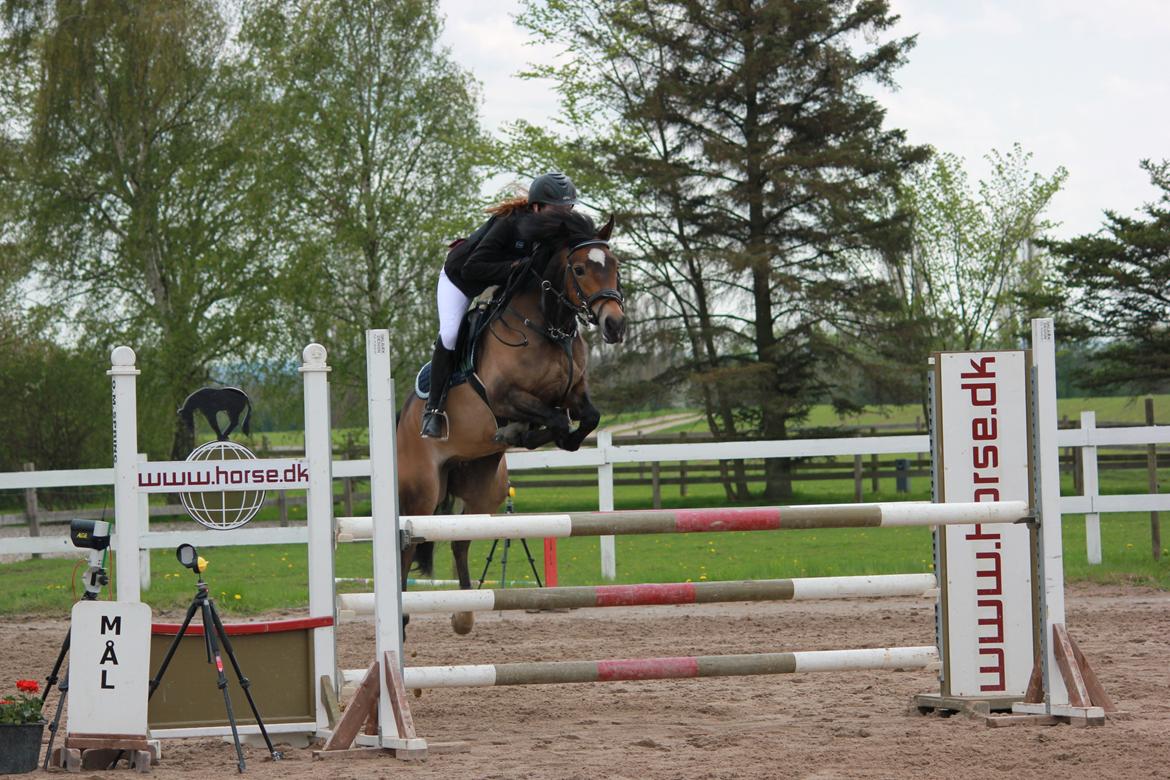 Hollandsk Sportspony July - NSM finale (vores 2) MB** met. B12. 2 hovedrunde, 0 fejl - 3 plads <3 Foto: Sofie Pedersen billede 3