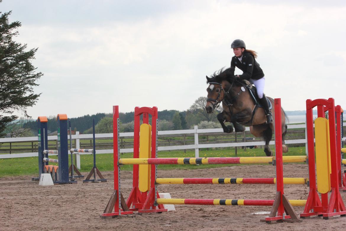 Hollandsk Sportspony July - 3 kombination i MB** Foto: Sofie Pedersen. billede 5