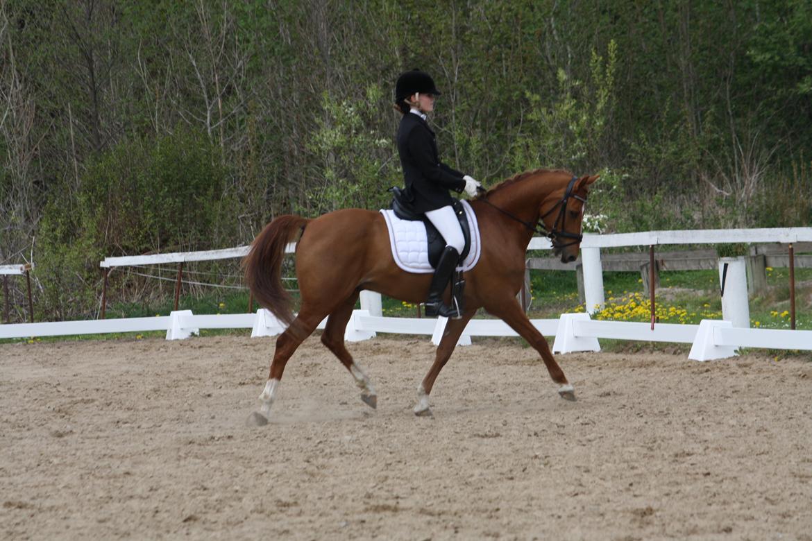 DSP BOMGAARDENS ANDIAMO B-PONY - Davinde rideklub d. 12 maj 2013. LA6 til 66,32%og en 3. plads. PRI til 65,63% og første udplacerede.  billede 20