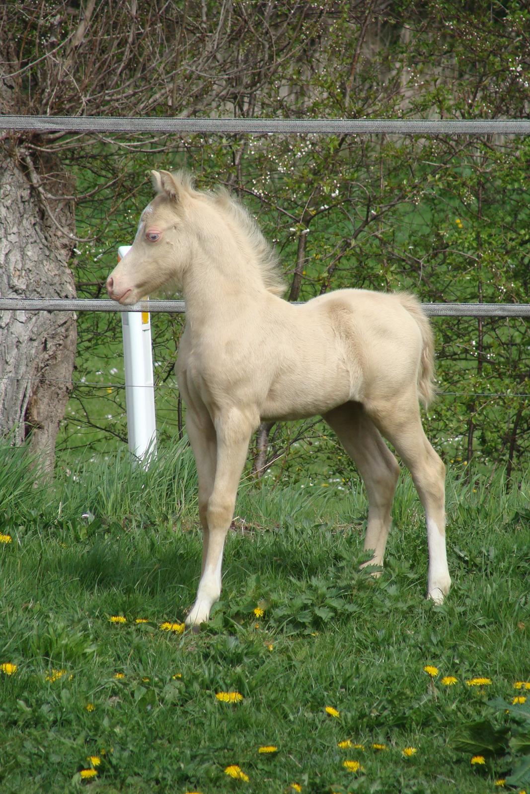 Welsh Mountain (sec A) Rø's Coldplay billede 1