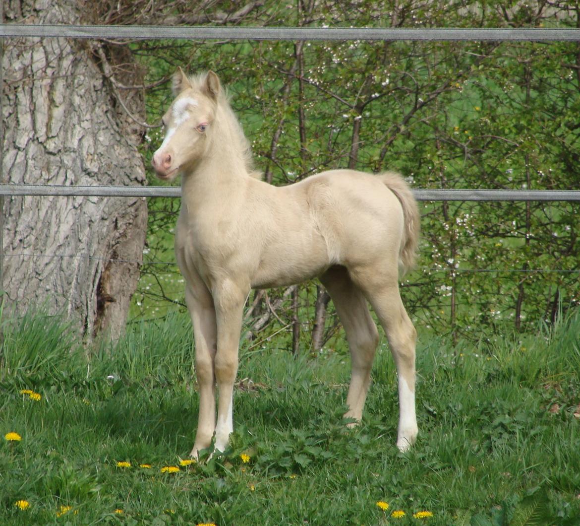 Welsh Mountain (sec A) Rø's Coldplay billede 2