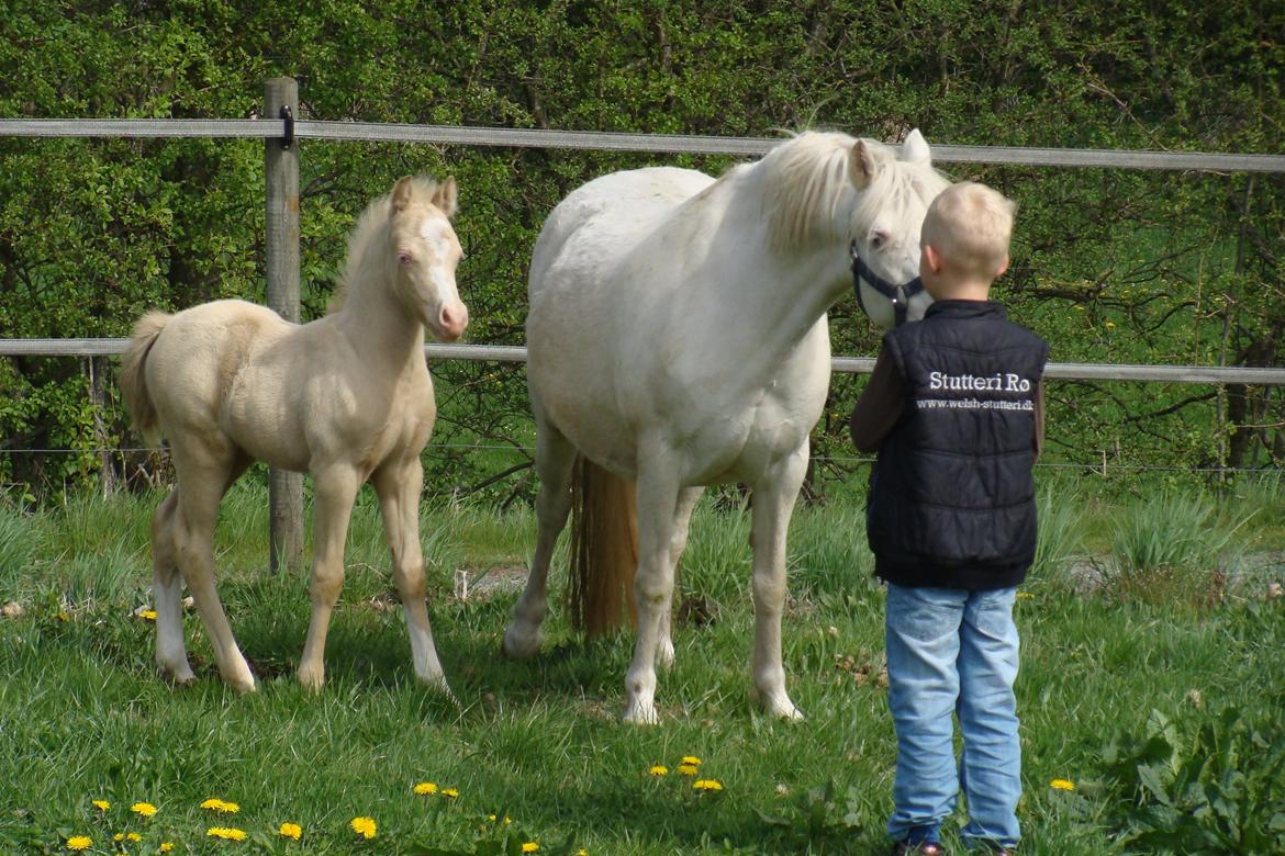 Welsh Mountain (sec A) Rø's Coldplay billede 3