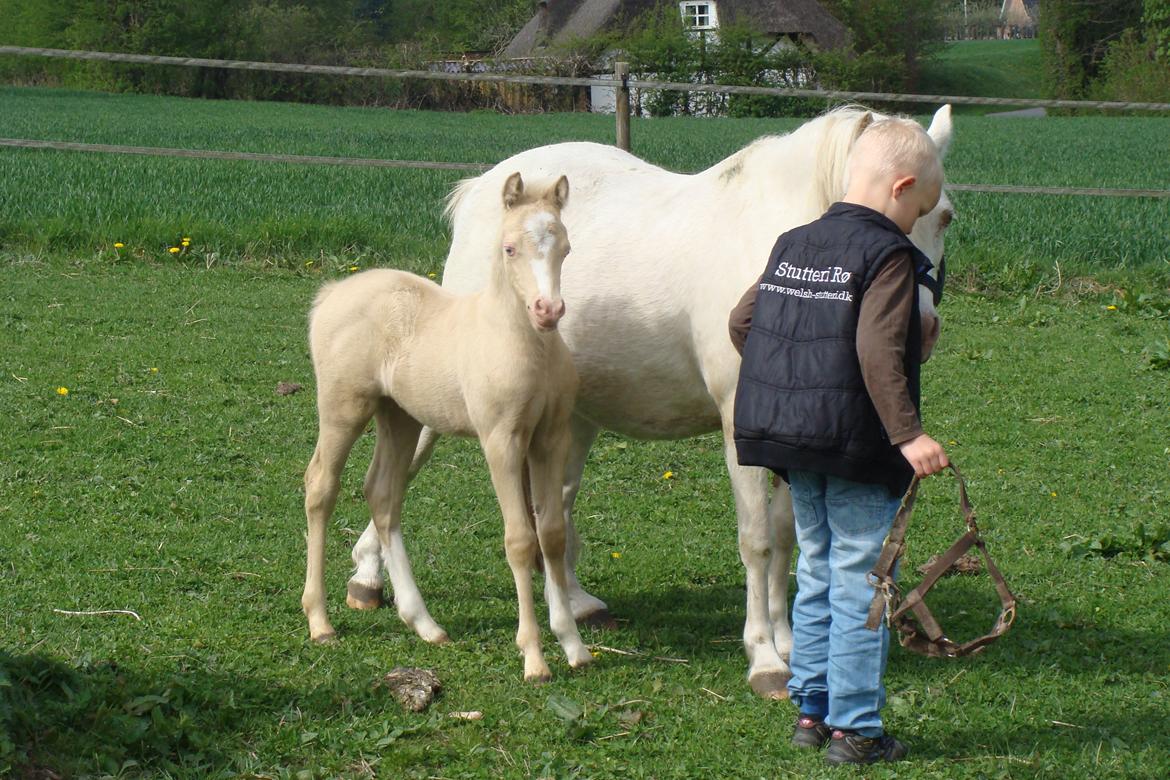 Welsh Mountain (sec A) Rø's Coldplay billede 4