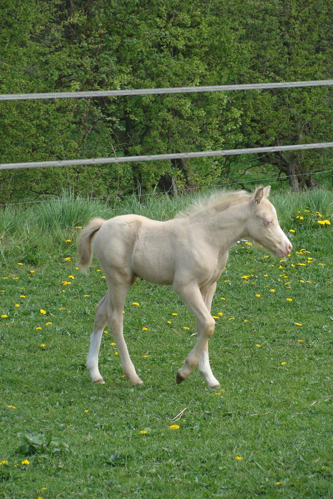 Welsh Mountain (sec A) Rø's Coldplay billede 5