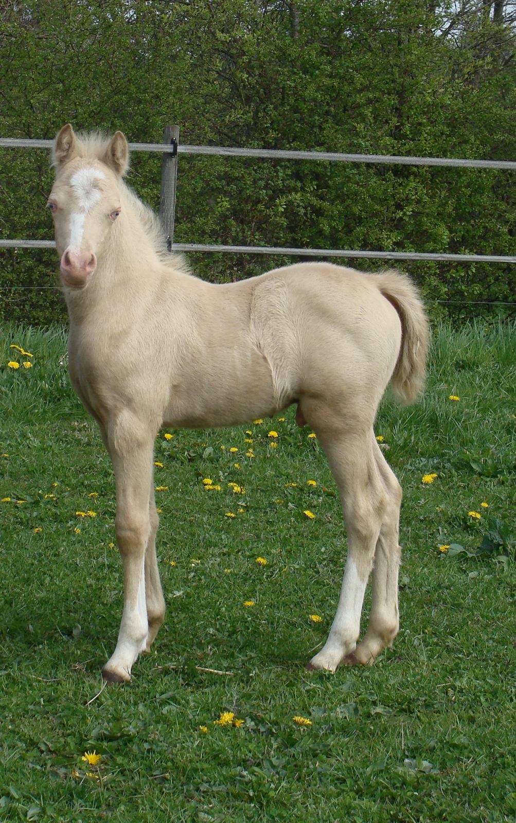 Welsh Mountain (sec A) Rø's Coldplay billede 6