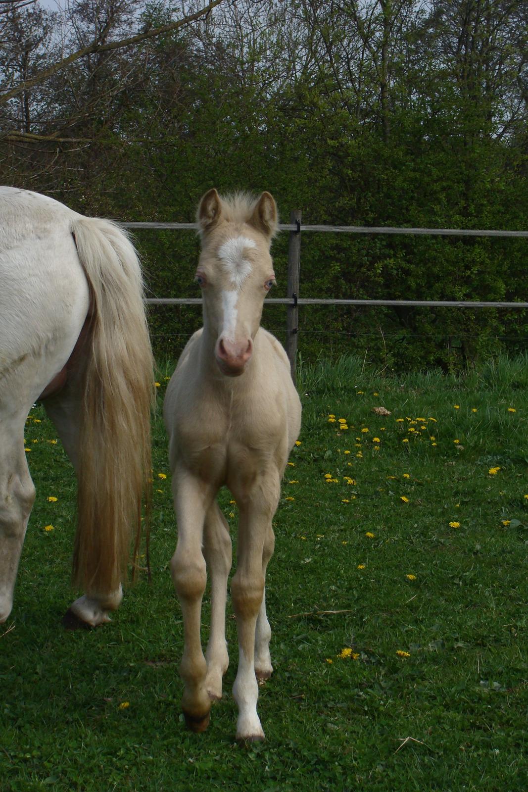 Welsh Mountain (sec A) Rø's Coldplay billede 7