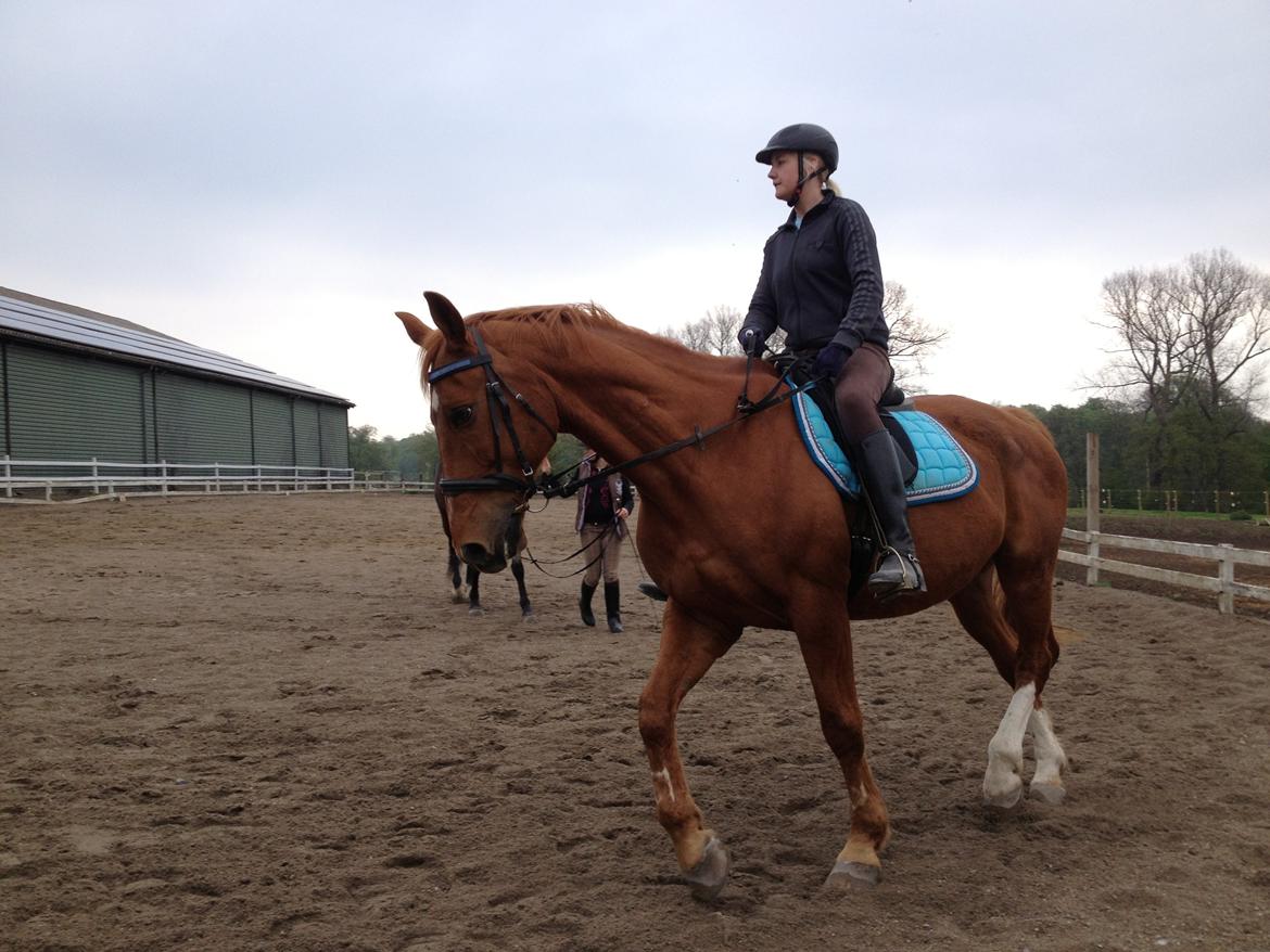 Dansk Varmblod Foxtrot billede 2