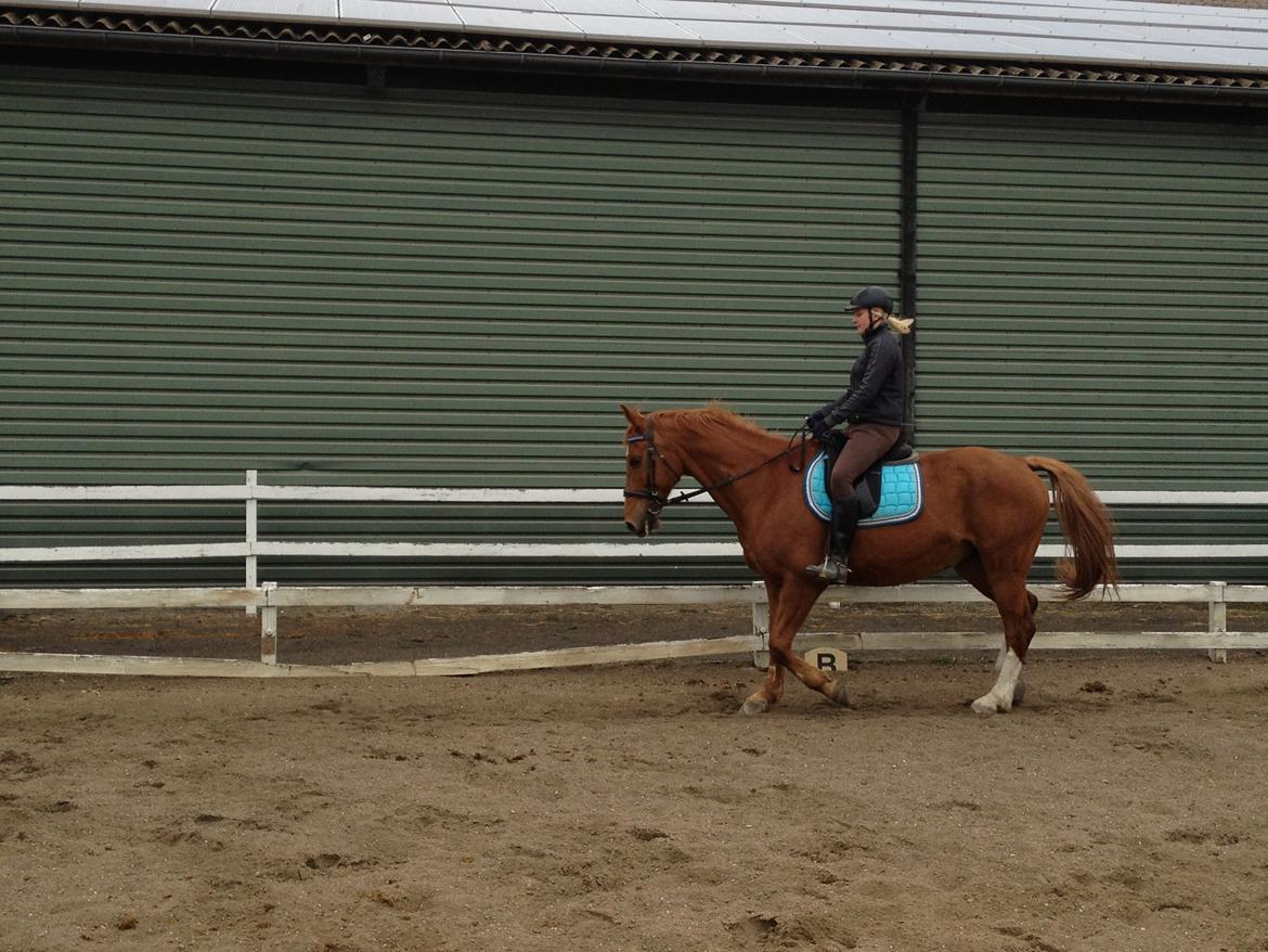 Dansk Varmblod Foxtrot billede 3