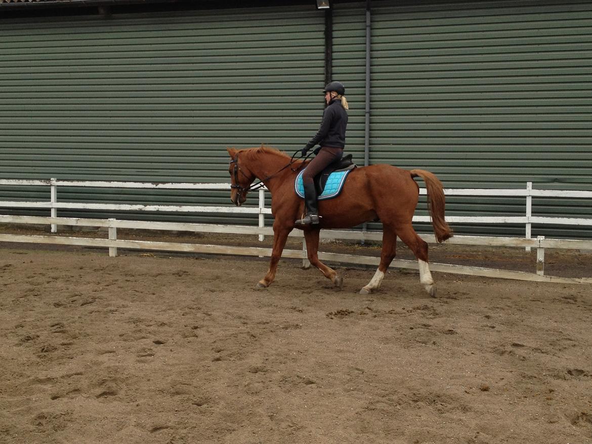 Dansk Varmblod Foxtrot billede 4