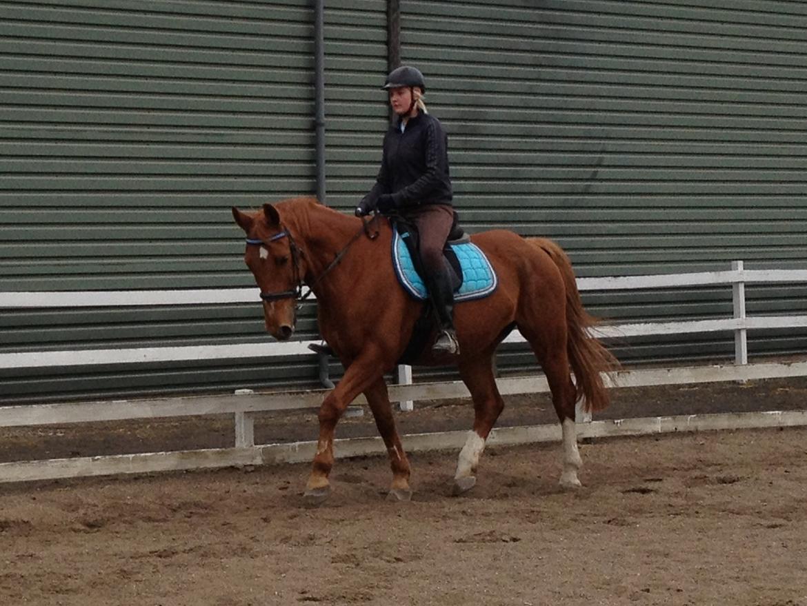 Dansk Varmblod Foxtrot billede 5