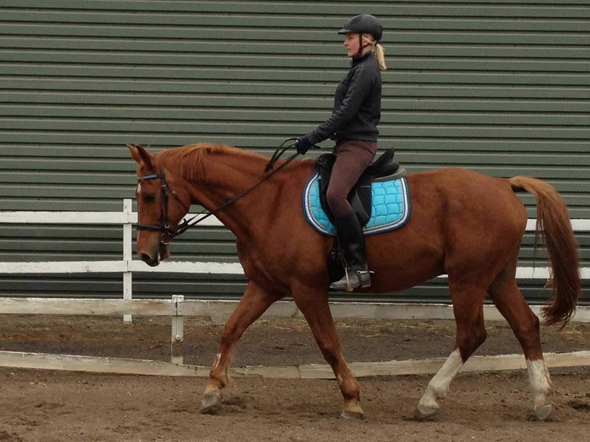 Dansk Varmblod Foxtrot billede 6