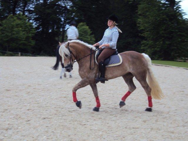 Haflinger Reja - Reja træning på Broholm gods fyn 2010 billede 18