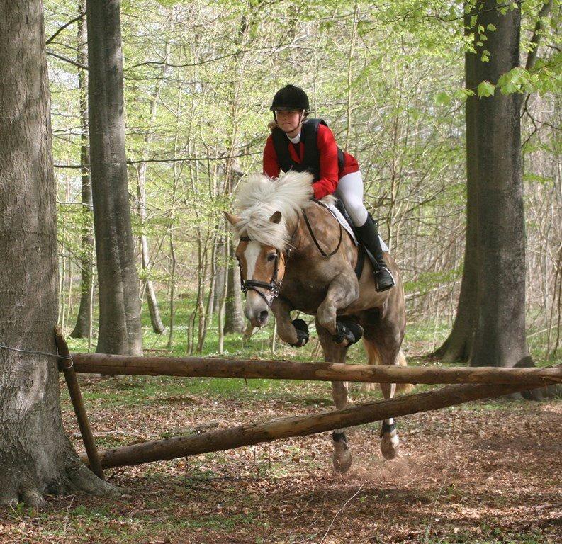 Haflinger Reja - Jagt på Skørringe gods 2013 - she is back! billede 19