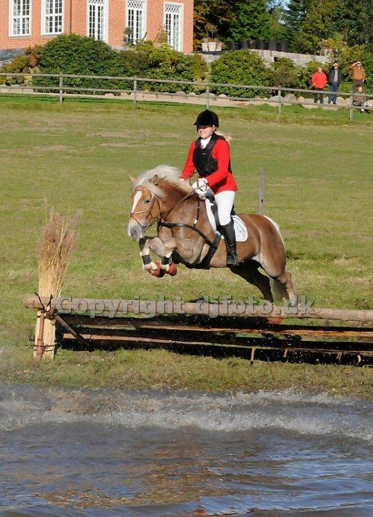 Haflinger Reja - Steeplechase jagt i SPR 2010. billede 20