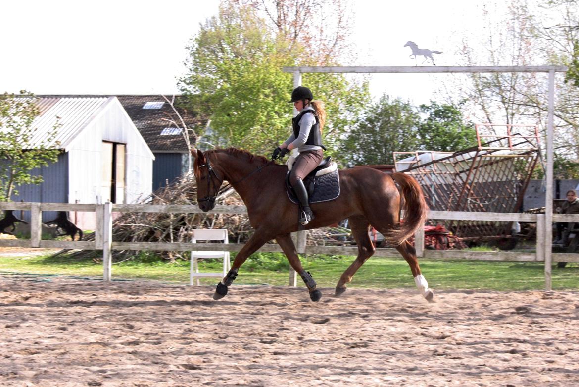 Dansk Varmblod Asterix - Opvarmning i letridning før spring :) billede 16