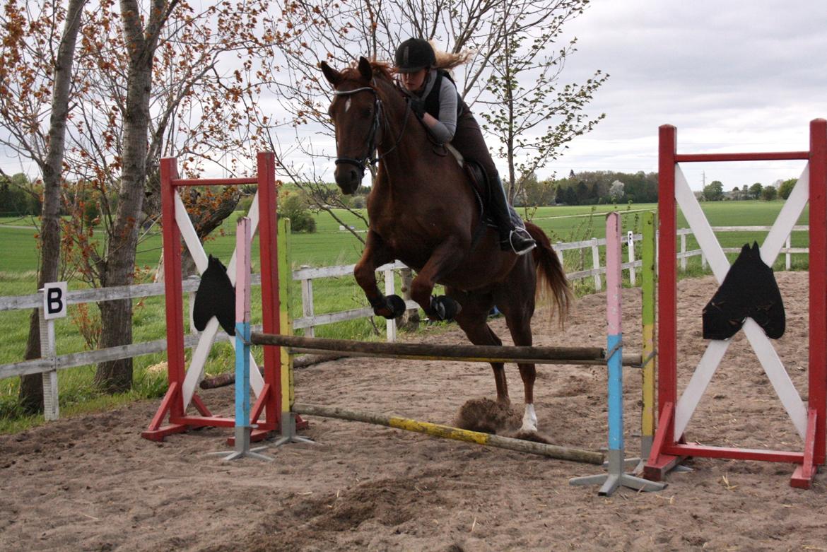 Dansk Varmblod Asterix - 75cm. Det går fremad  billede 12