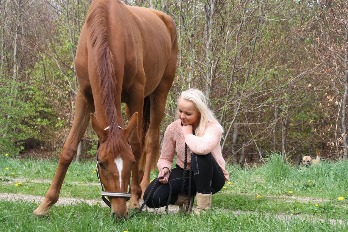 Dansk Varmblod Dahlia - Velkommen til Dalles profil :-) billede 1