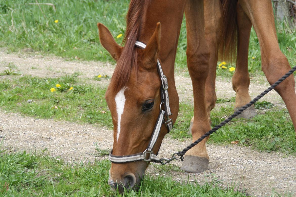 Dansk Varmblod Dahlia billede 2