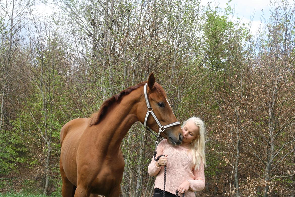 Dansk Varmblod Dahlia billede 3