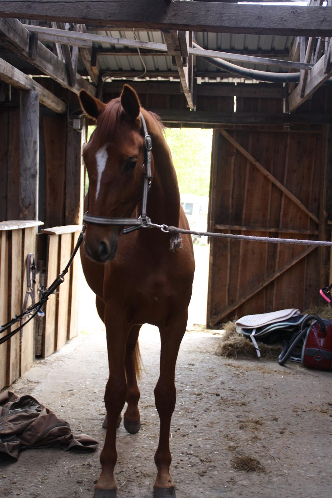 Dansk Varmblod Dahlia billede 4