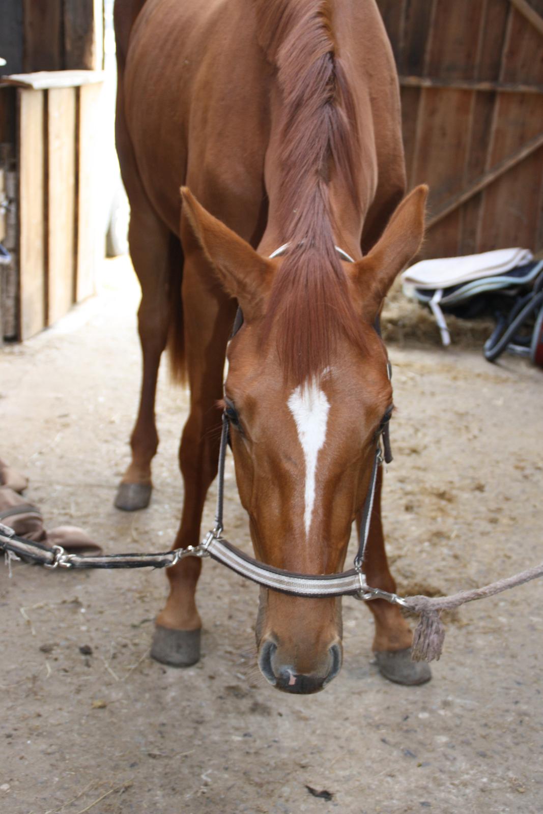 Dansk Varmblod Dahlia billede 5