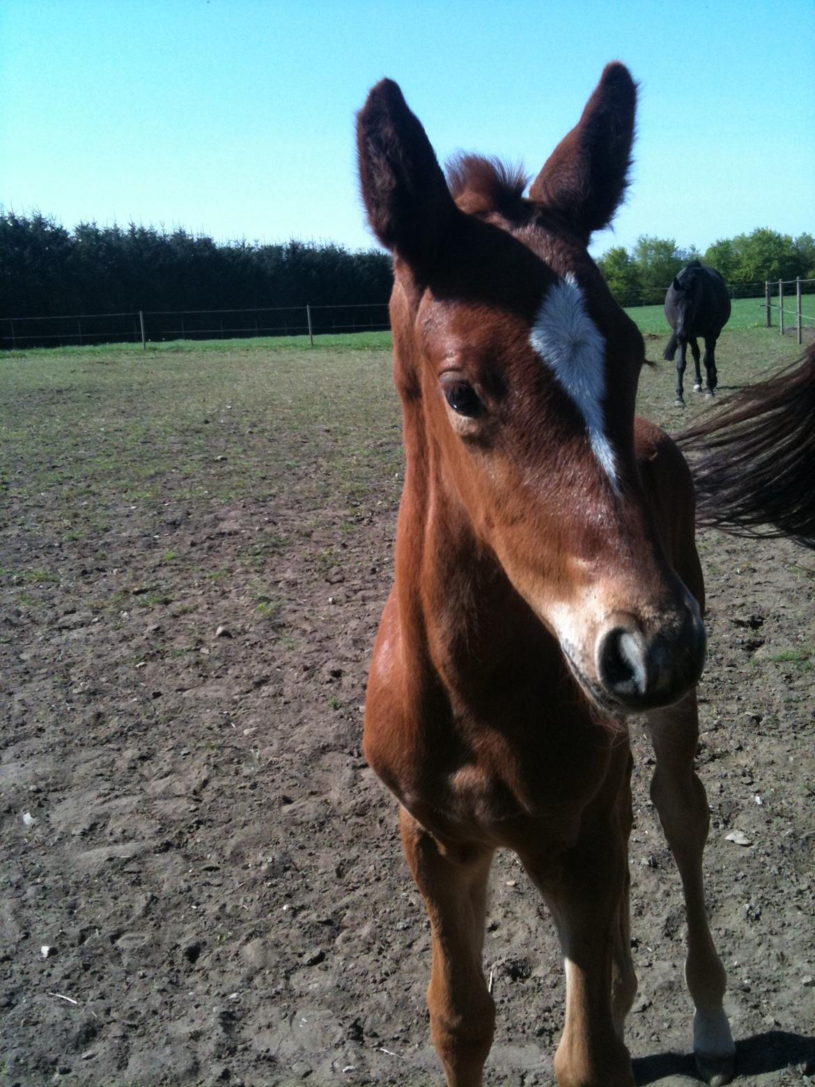 Dansk Varmblod Dahlia billede 6