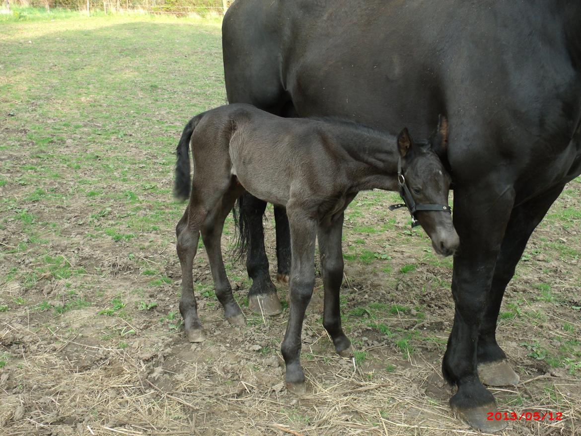 Oldenborg Grønbæks Dion billede 7