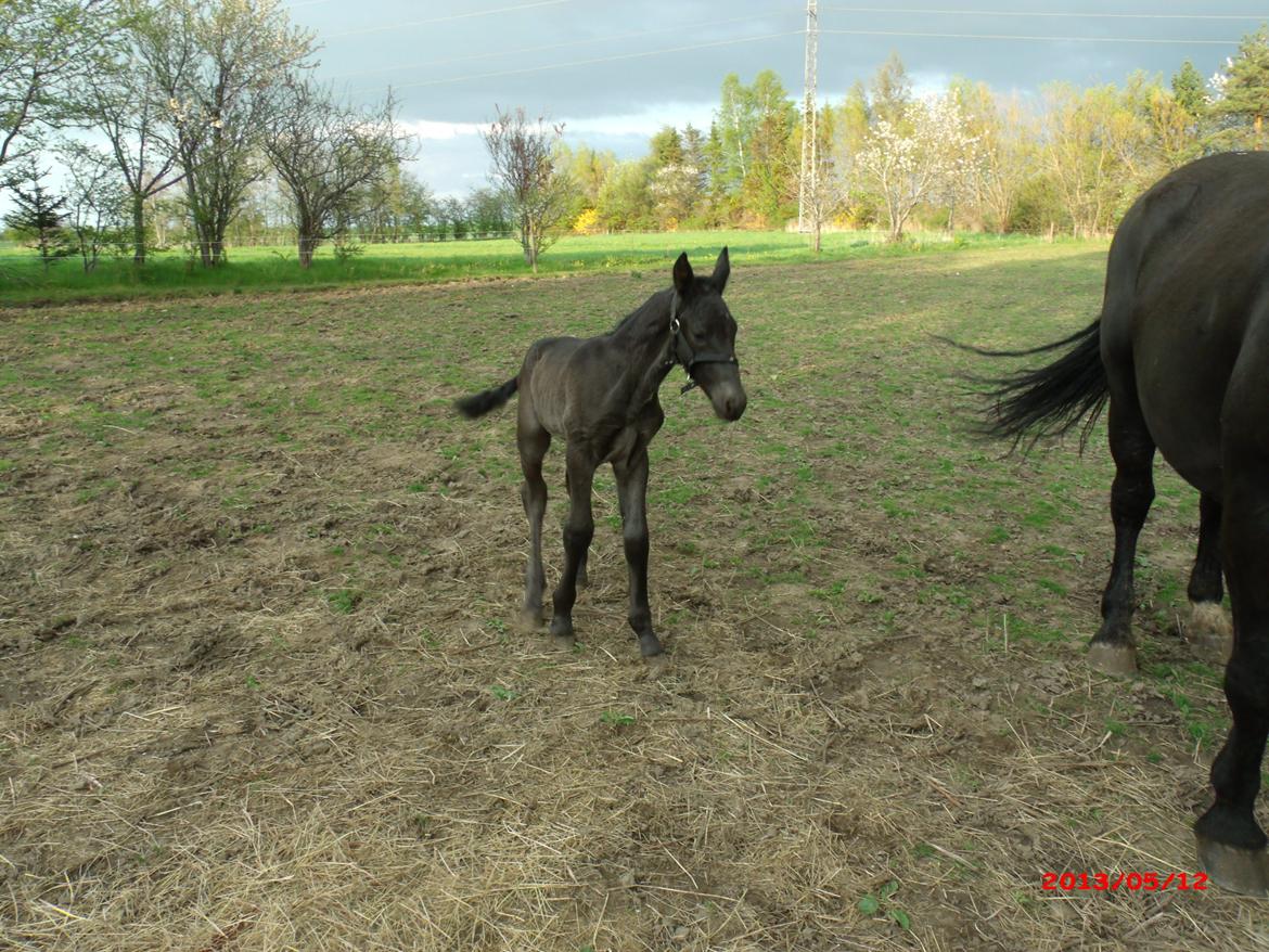 Oldenborg Grønbæks Dion billede 8