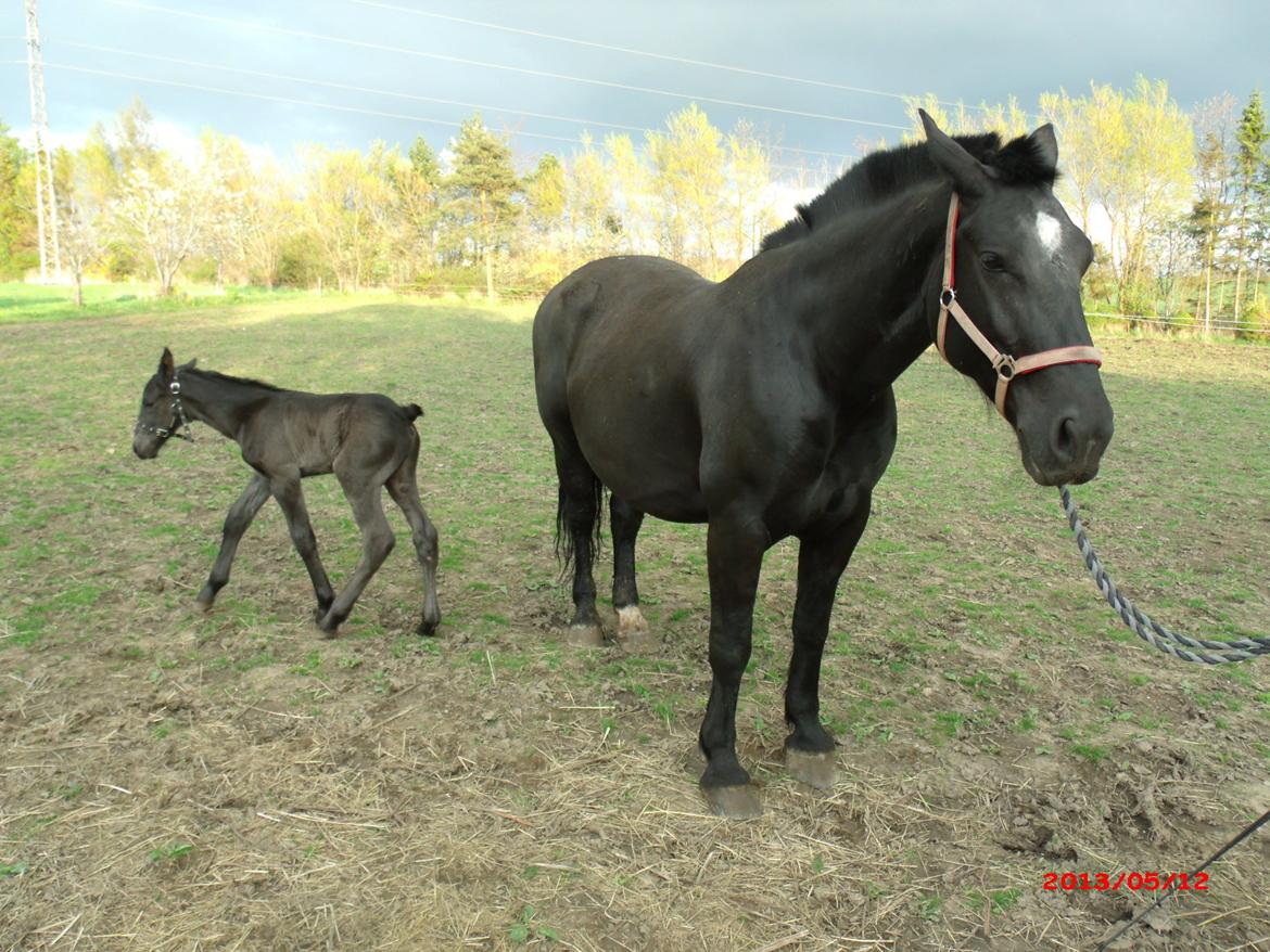 Oldenborg Grønbæks Dion billede 9