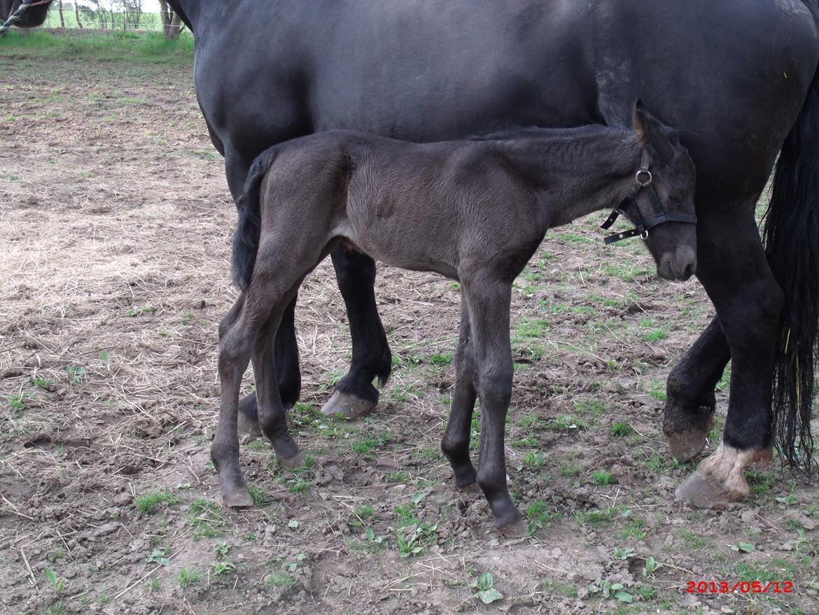 Oldenborg Grønbæks Dion billede 10
