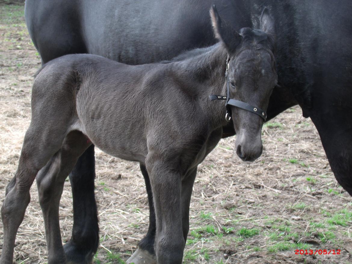 Oldenborg Grønbæks Dion billede 11