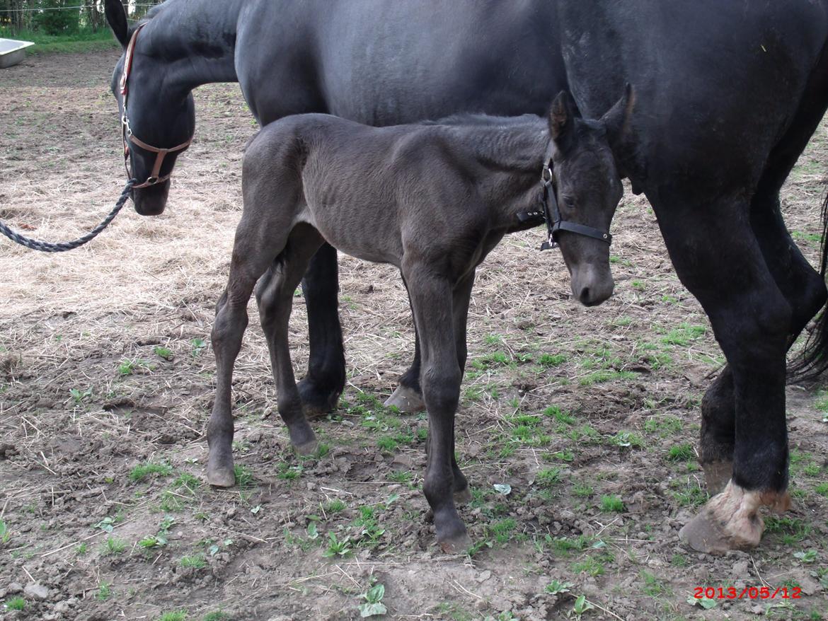 Oldenborg Grønbæks Dion billede 12