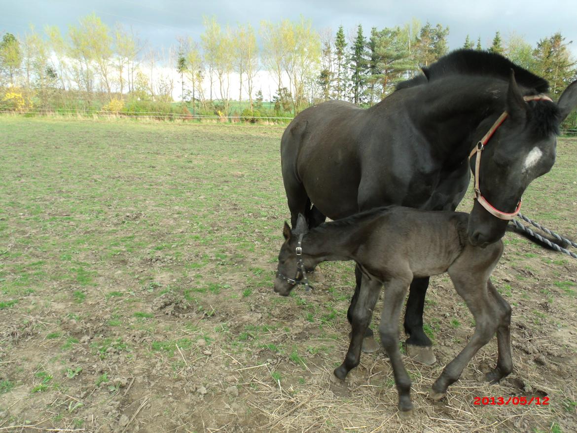 Oldenborg Grønbæks Dion billede 13