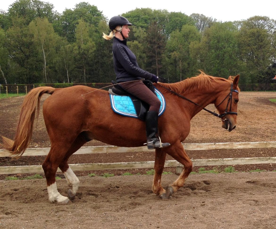 Dansk Varmblod Foxtrot billede 7