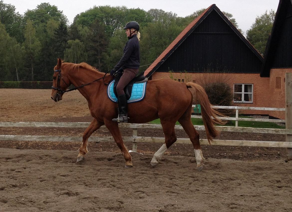 Dansk Varmblod Foxtrot billede 8