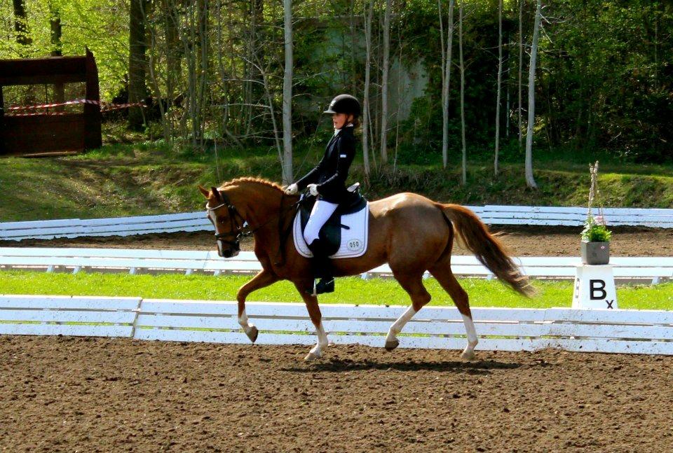 Welsh Pony (sec B) *Saffira Stal Bruggeweerd* A-Pony* Solgt :-'( - Morsø 2013 billede 3
