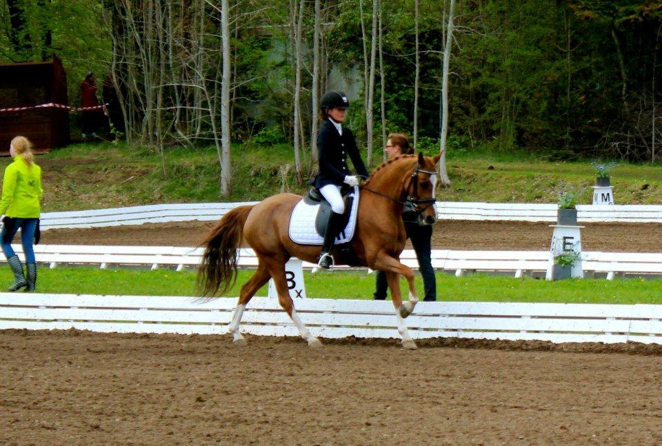 Welsh Pony (sec B) *Saffira Stal Bruggeweerd* A-Pony* Solgt :-'( - Mørsø - bedste stævne nogensinde!  billede 4