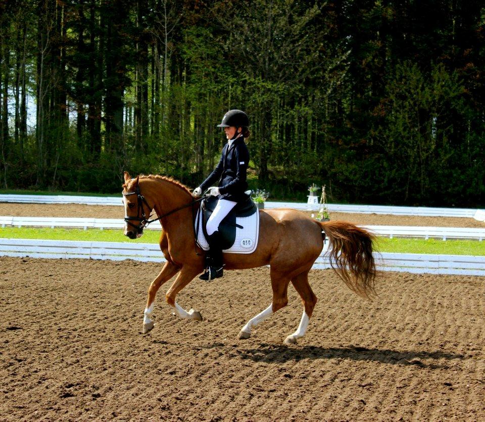 Welsh Pony (sec B) *Saffira Stal Bruggeweerd* A-Pony* Solgt :-'( - La4  billede 5