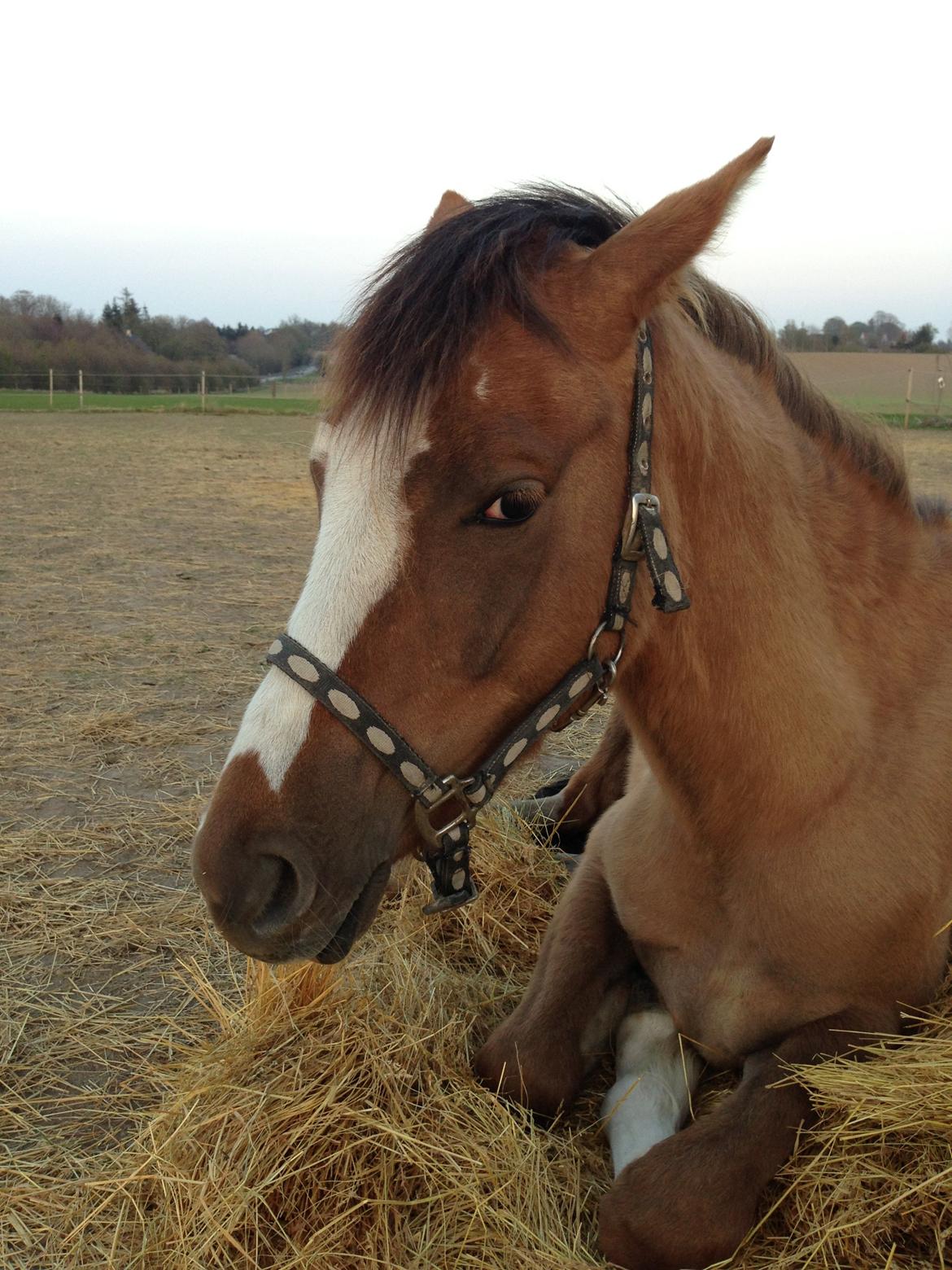 Pinto Dancing Rose billede 13
