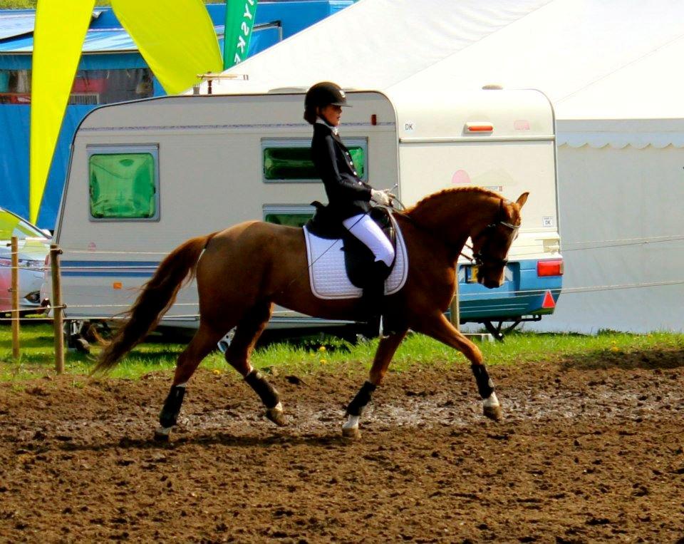 Welsh Pony (sec B) *Saffira Stal Bruggeweerd* A-Pony* Solgt :-'( - Opvarmning til stævne billede 10