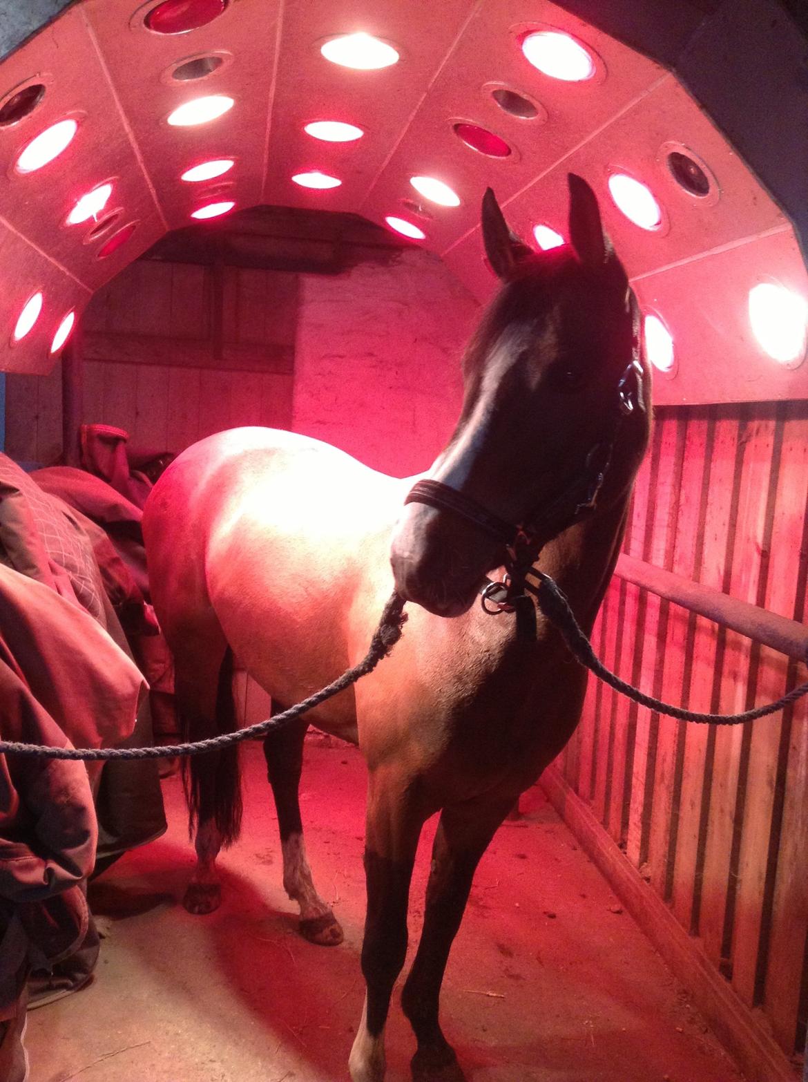 DSP Lundgaards Friday billede 12